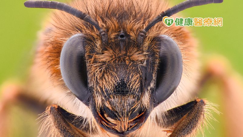 小心蜜蜂、虎頭蜂出沒！　戶外登山被蜂螫時，該如何緊急處理？